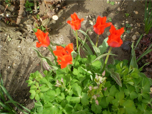 tulipan